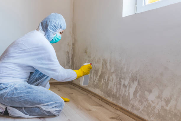 Licensed Commercial Mold Remediation service in Clermont, FL - 24 Hour Mold Removal